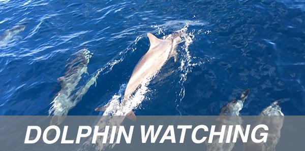 package tours dolphin watching