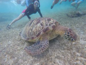 package tours in negros oriental