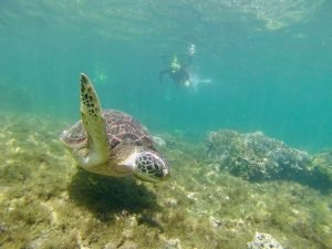 apo island tour