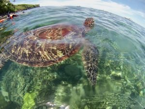 apo island tour
