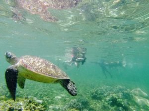 sea turtle apo island