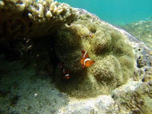 apo corals
