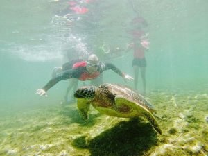 apo island tour