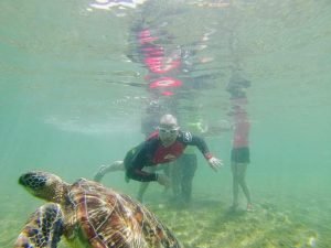 apo island tour
