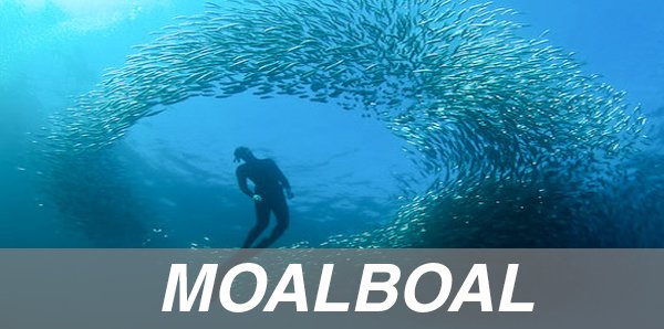 package tours moalboal