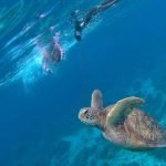 apo island tour with one sea turtle blue waters