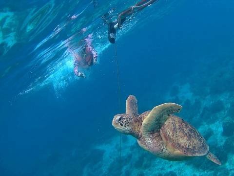apo island tour with one sea turtle blue waters